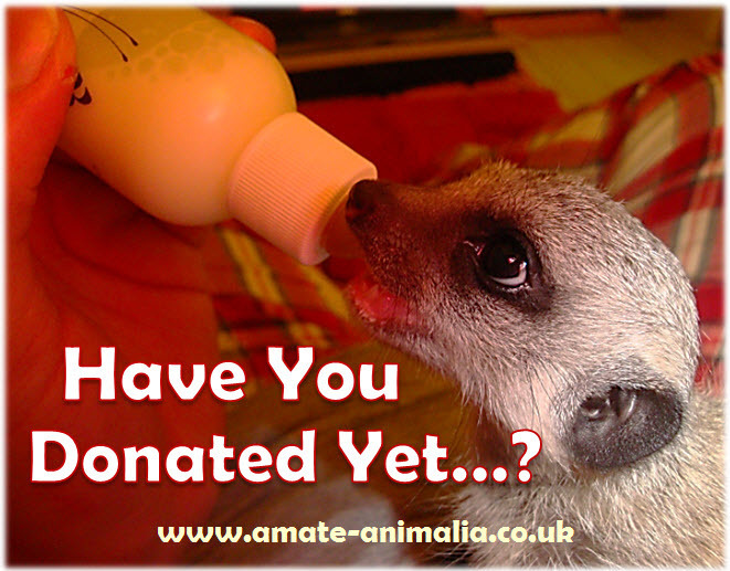 Amate Animalia - Exotic Animal Rescue - Home Page